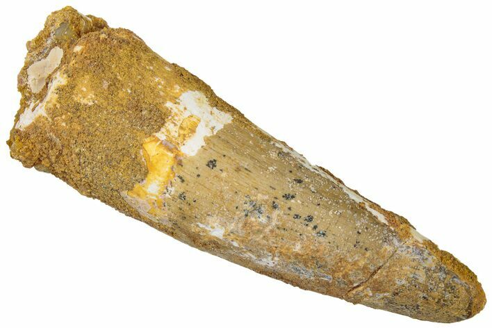 Fossil Spinosaurus Tooth - Real Dinosaur Tooth #310818